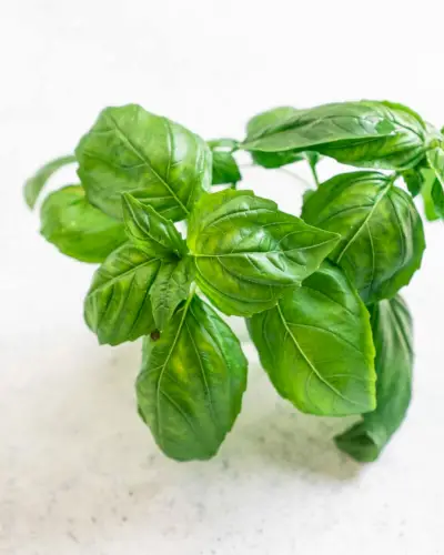 Comment récolter le basilic