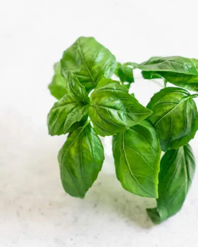 Basilic
