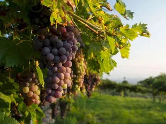 Amarone – Ein Leitfaden zu den Grundlagen