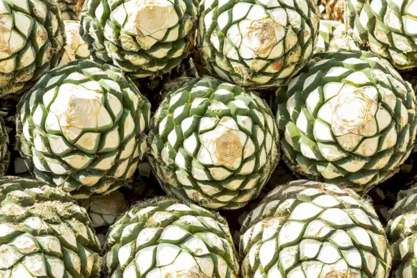 Robienie tequili to prawdziwa praca miłości