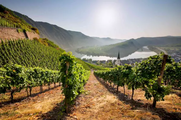 Comment trouver les meilleurs vins d'Allemagne