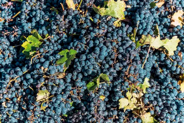 Malbec – Ein Leitfaden zu den Grundlagen