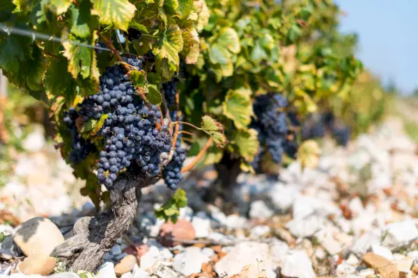 Uvas maduras na videira pouco antes de serem colhidas para produzir vinho em Chateauneuf-du-Pape, Provença, França