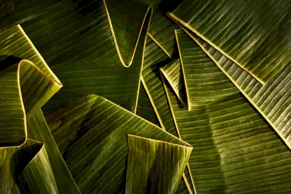 Comment cuisiner n'importe quoi dans une feuille de bananier