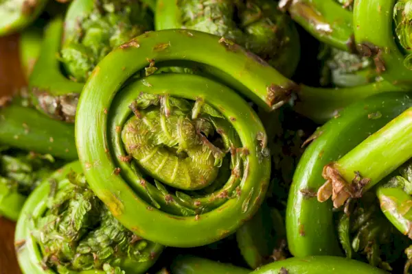 Fiddleheads에 대해 알아야 할 모든 것