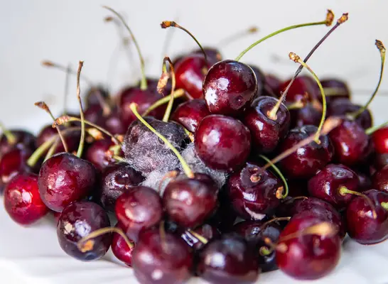 Cela se produit lorsque vous mangez accidentellement des fruits de mohosa