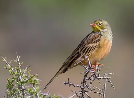 ortolan bird on branch