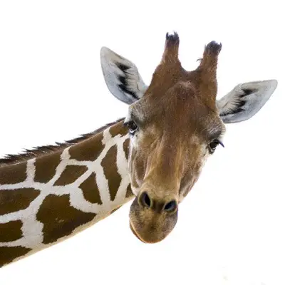 Giraffenmilch ist das nächste große Superfood, das man buchstäblich nicht kaufen kann