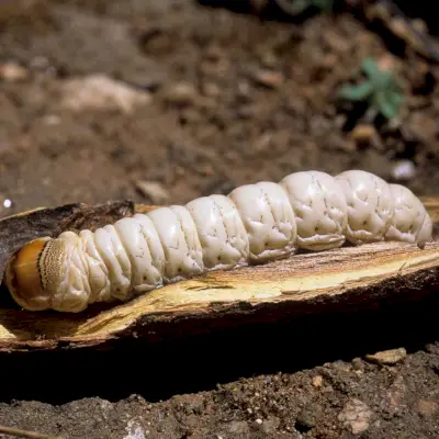 Witchetty Grub הוא הזחלים עתירי החלבון שאתה עשוי למצוא באמת טעים