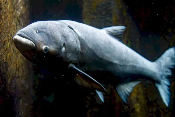 Was ist Copi? Ein neuer Name für einen invasiven Fisch