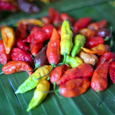 Was sind Geisterpaprika?