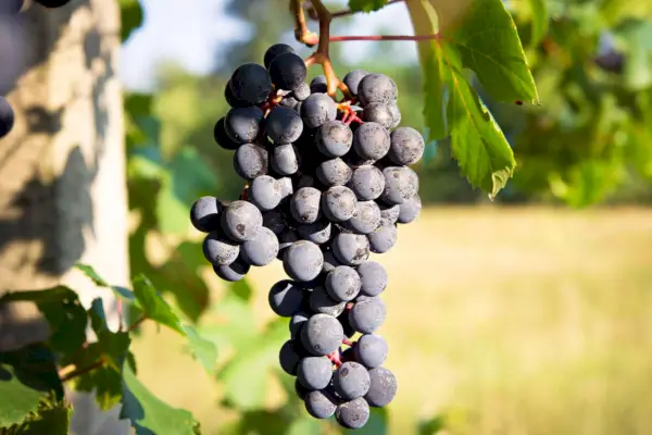 Tutto quello che devi sapere sul vino Barbera